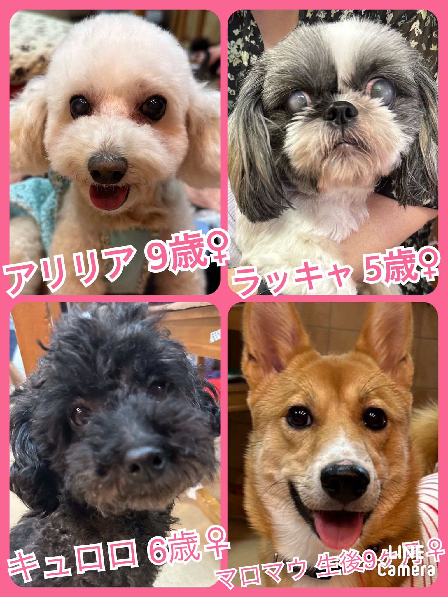 🐾今日の里親様募集中ワンコ🐶メンバーです🐾2023,10,4【保護犬カフェ天神橋店】